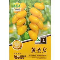 Yellow virgin fruit seeds cherry tomato small tomato seeds yellow fruit balcony potted dwarf about 200 grains bag