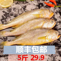 (bad single package amends) Shunfeng 5 catty yellow flower fish sea catching little yellow fish fresh seafood fresh frozen fish