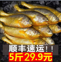 Shun Feng Qingdao 5 catty wild yellow flower fish frozen yellow flower fish big yellow fish small yellow fish fresh seafood fresh