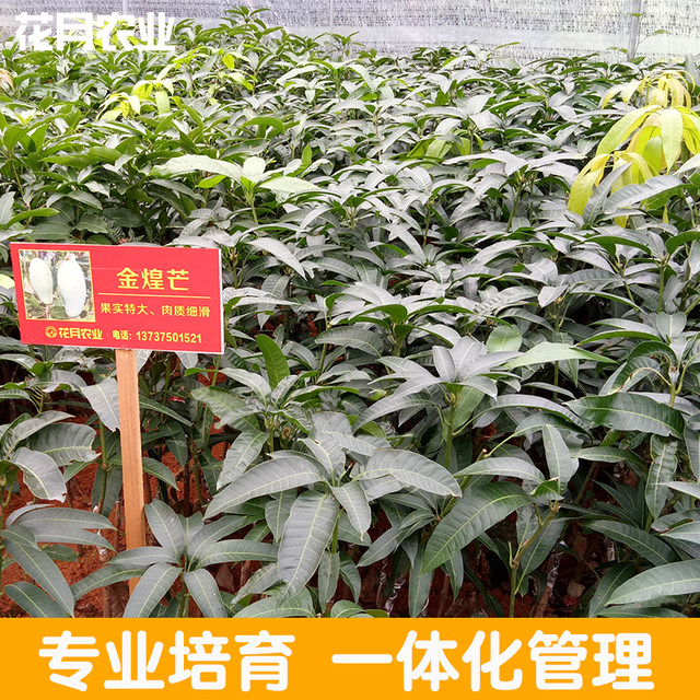 Mango seedlings saplings Gui Qimang Jinhuang mang seedlings four seasons honey mang grafted seedlings varieties authentic with leaf mud potted garden