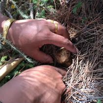  Yunnan Shangri-La fresh wild Matsutake 500g high altitude edible fungus wild fungus SF non-dry goods