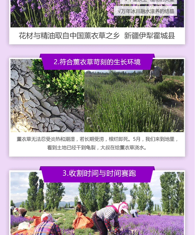 Tân Cương Yili Cao nguyên tinh dầu oải hương 50ml Tinh dầu đơn phương Cây tinh dầu giúp ngủ Wanhua Quà tặng - Tinh dầu điều trị tinh dau xa
