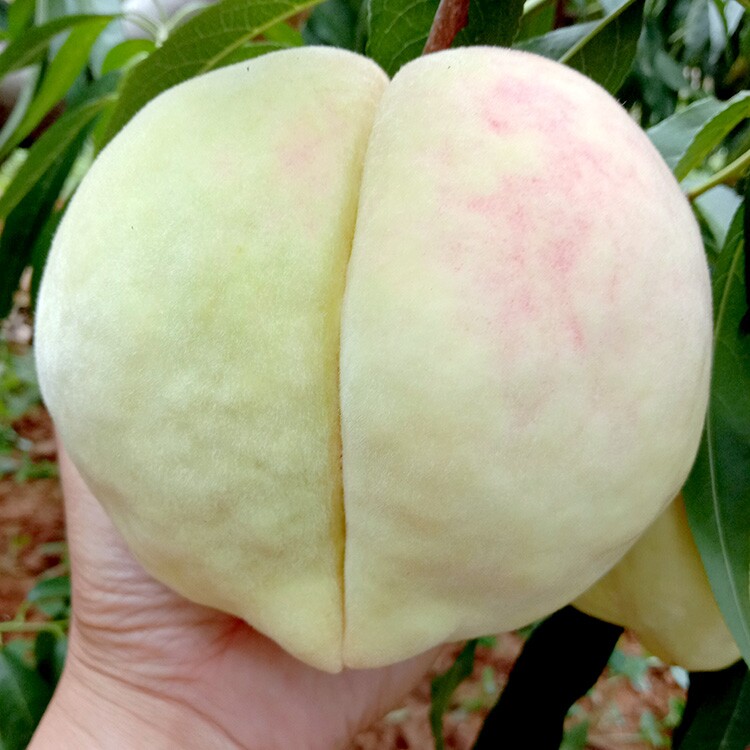 肥桃小铺