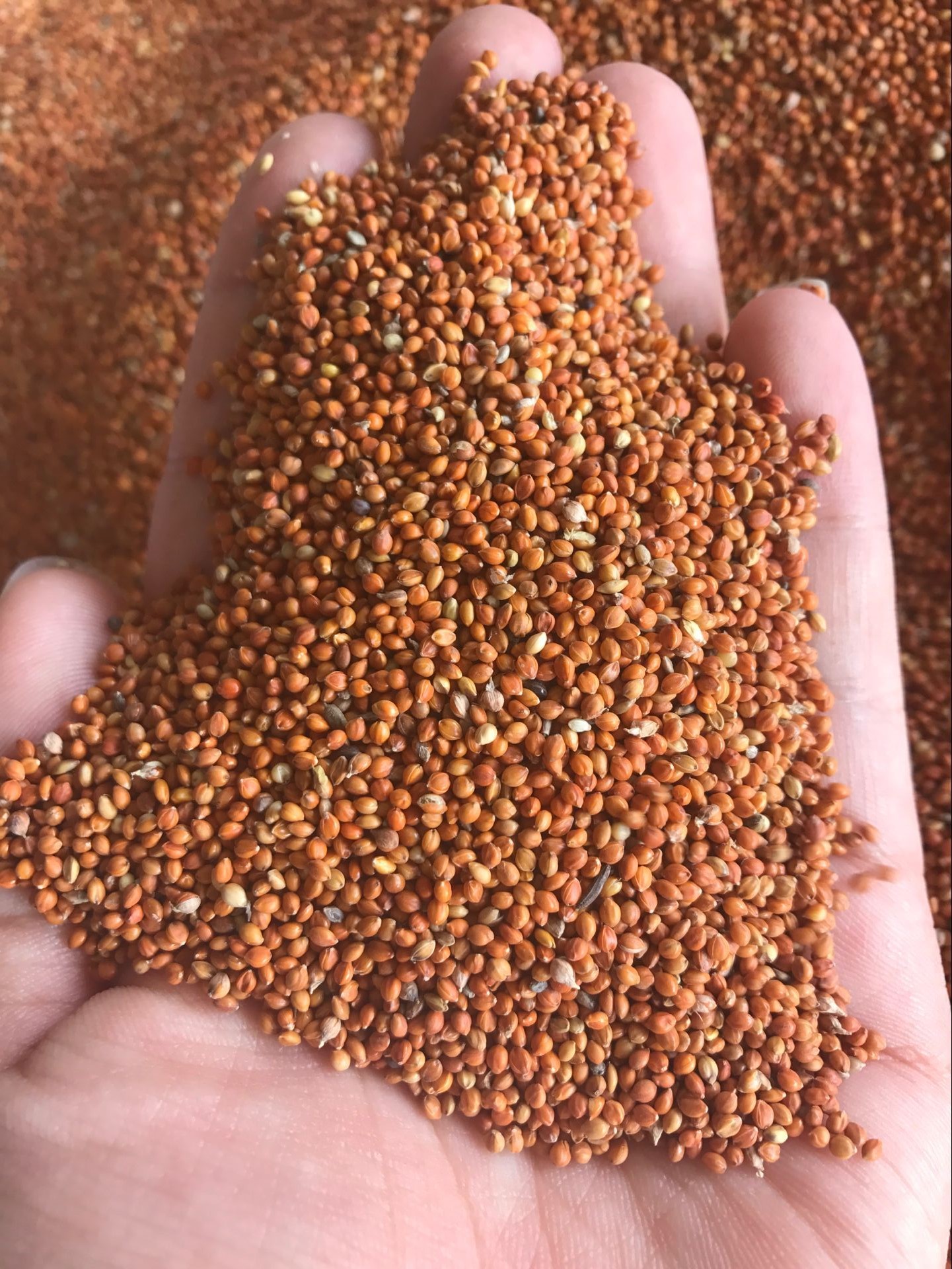 Red millet, red millet with shell, tiger skin, peony, cockatiel, hibiscus, bird food, bird food, one piece = 5 catties