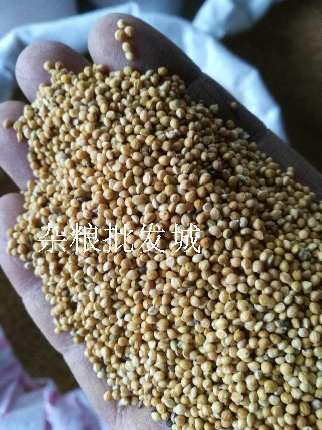 Gluons with shell millet millet Millet Tiger Peel Peony small parrot bird food and bird feed 5 kilos