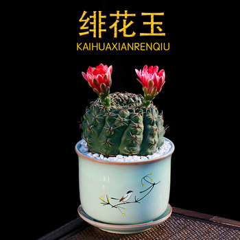 绯花玉开花仙人球带花苞仙人掌类多肉绿植物桌面花卉小盆栽
