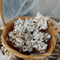 Supply of Yunnan specialty edible fungi dry white ginseng bacteria (snow lotus bacteria) 500g bulk artificial planting wholesale