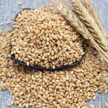 Manquan River wheat grain wheat grinding noodles can sprout new goods poultry birds grain juice brewing 30kg