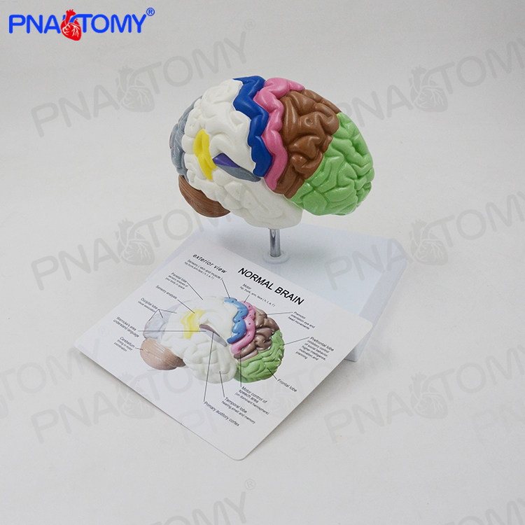 PNATOMY 彩色脑模型人体大脑解剖脑功能区1比1大小神经科教学演示