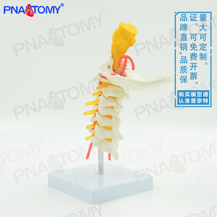 人体颈椎颈动脉枕骨椎间盘脑干骨骼模型教学医用骨科疼痛科