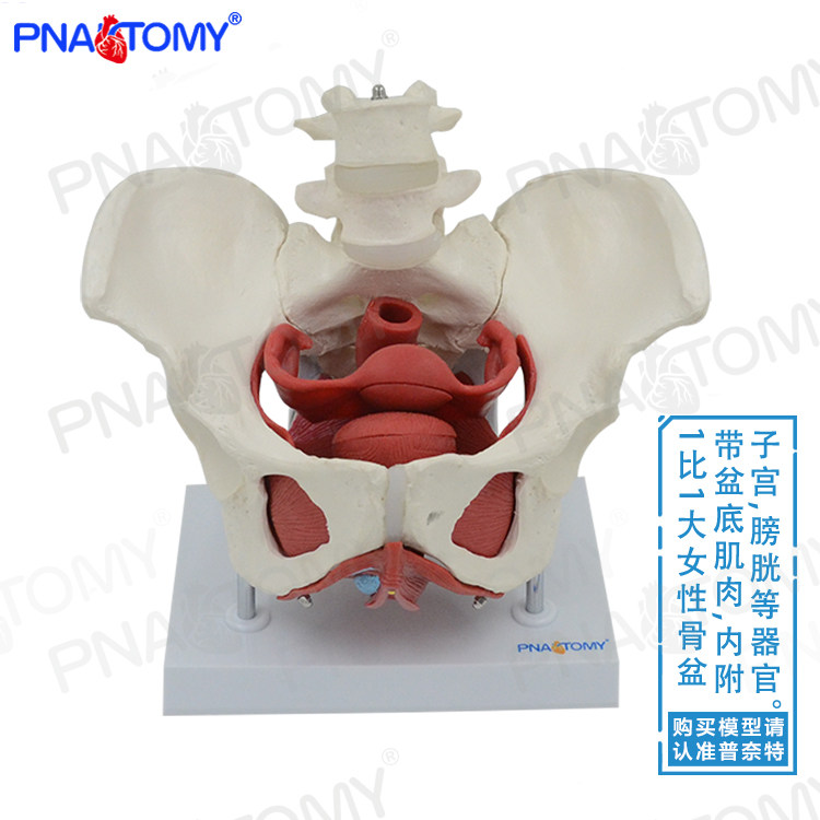 PNATMY 两节腰椎附盆底肌模型 女性骨盆生殖器官模型盆腔结构产后