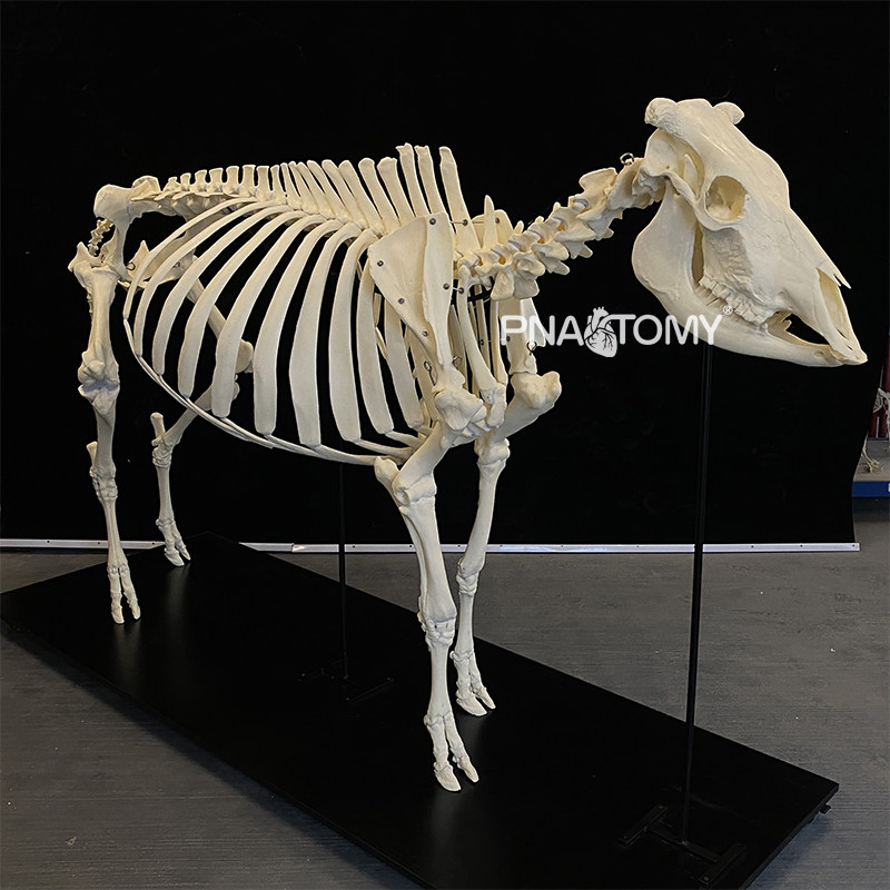 1比1牛骨骼标本模型马骨架畜牧学校教学博物馆展示定制 农林教具
