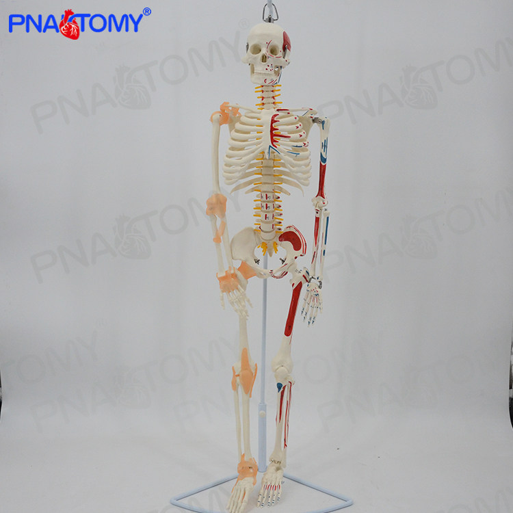 新品85cm人体骨骼模型可活动可拆卸小白骷髅骨架韧带神经医用瑜伽
