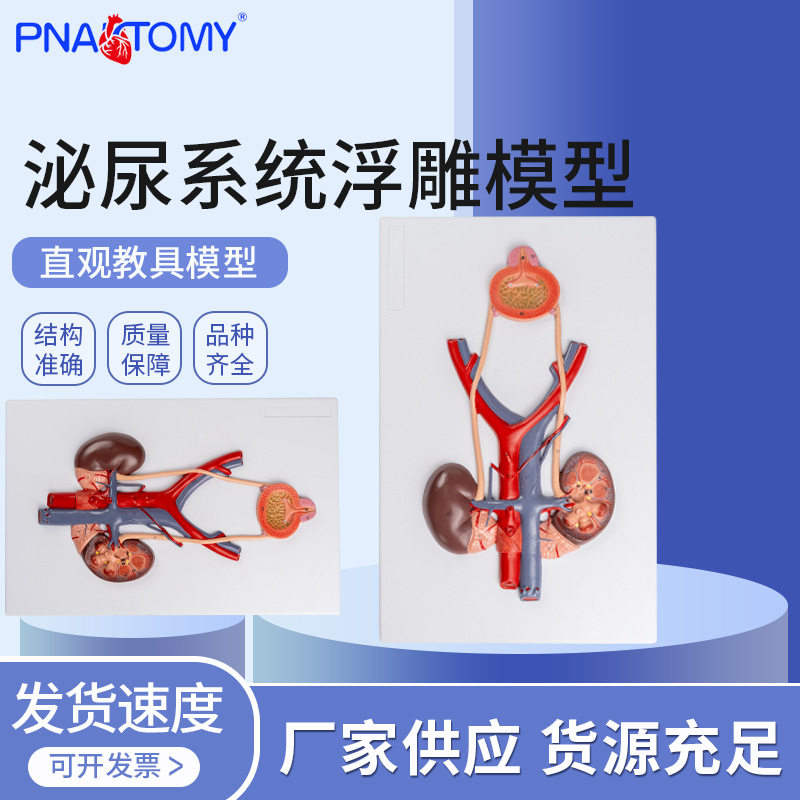 人体泌尿系统膀胱输尿管尿道肾脏解剖模型教学医用生殖泌尿科男科