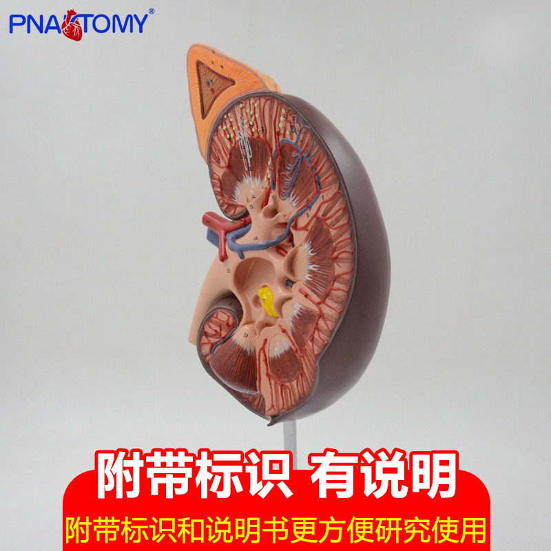 人体肾器官医用教学解剖教具生殖泌尿科肾内科肾脏展示结构模型