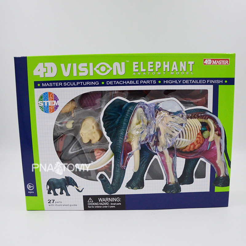 4D MASTER 大象拼装模型亚洲象DIY玩具骨骼半解剖动物园解刨礼品