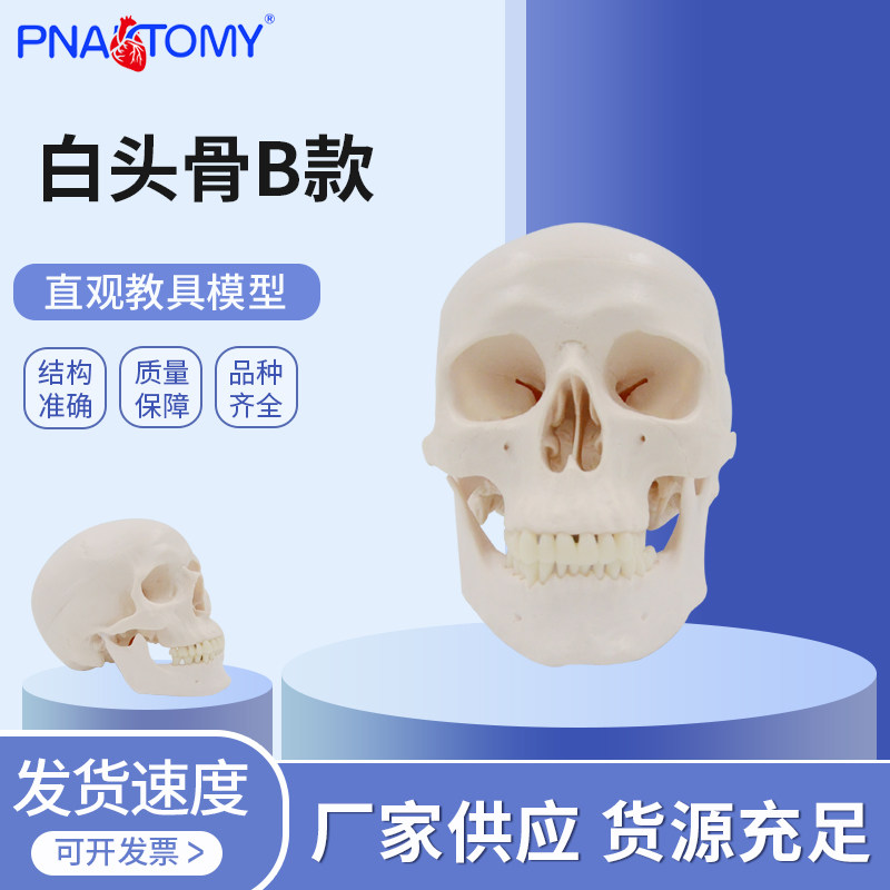 白色1：1仿真成人人体医用艺用可拆卸美术头骨骷髅头模型塑料教具