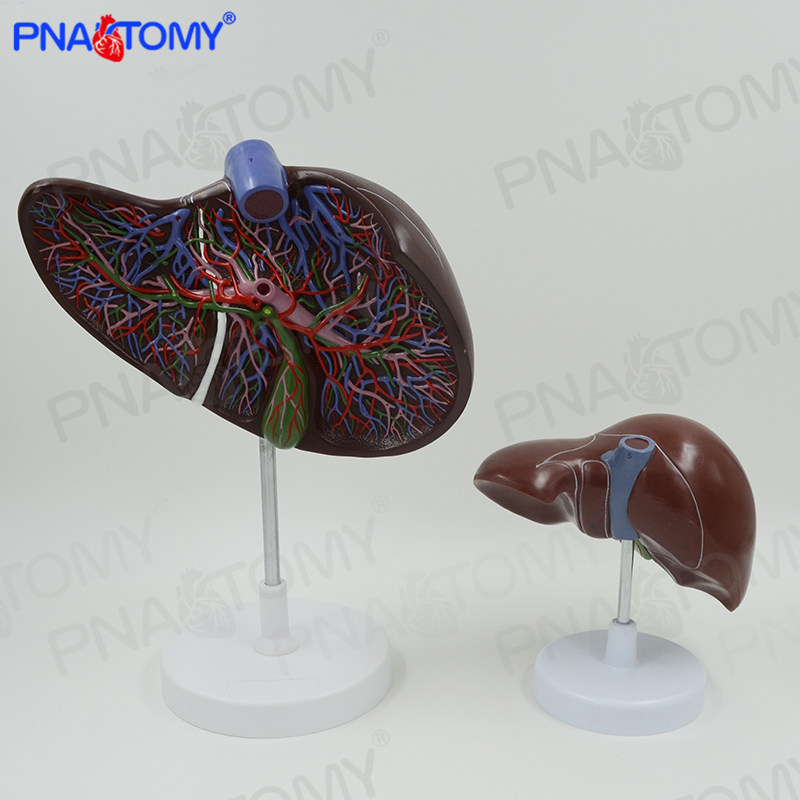Pnatomy 高端医药礼品 肝脏内脏器官解剖教学 肝模型 消化系统