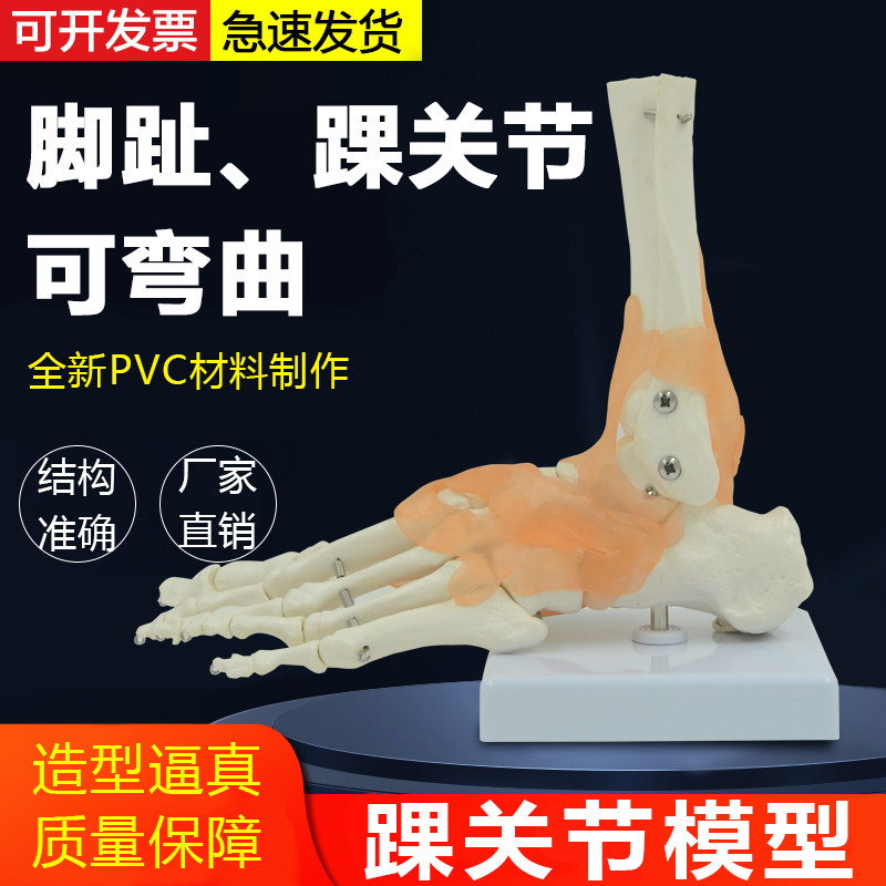 人体脚骨附韧带脚功能性运动系统脚关节踝关节脚踝骨手足外科骨骼