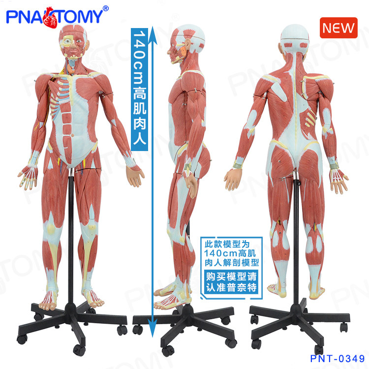 Pnatomy 140cm高肌肉人解剖模型心躯干内脏器官医用健身教学教具