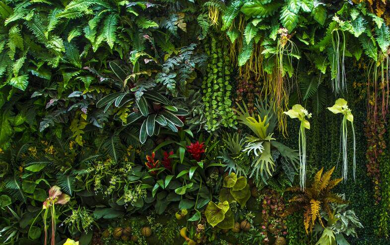 东南亚 植物 叶