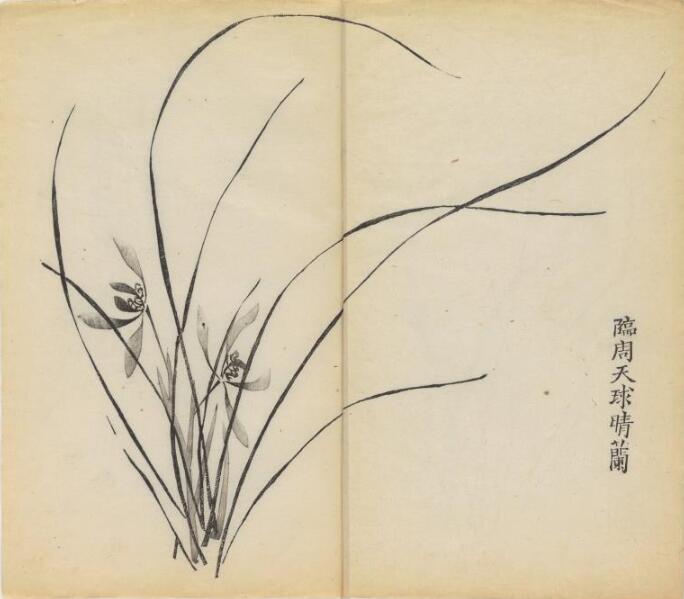 不分层兰花草背景