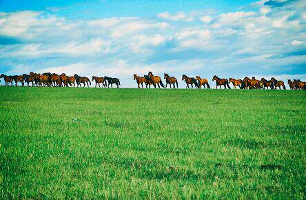 蓝天 白云 骏马