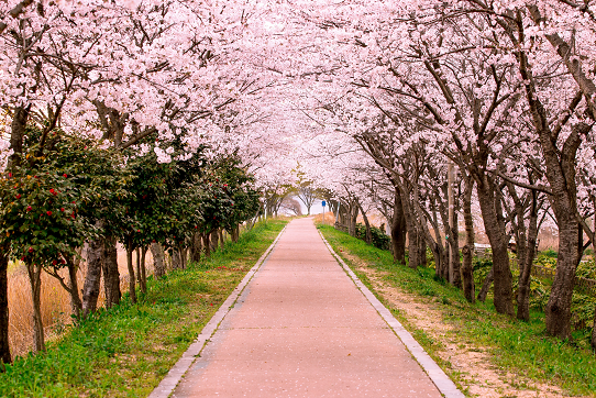 浪漫桃花森林石板