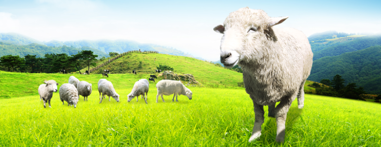 草原绵阳背景墙