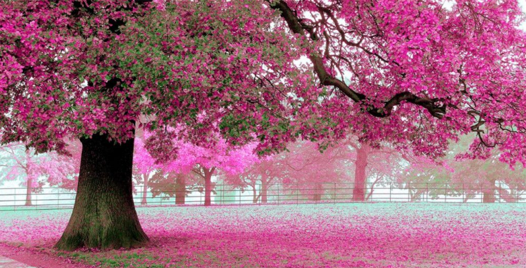 美丽树花樱花大树