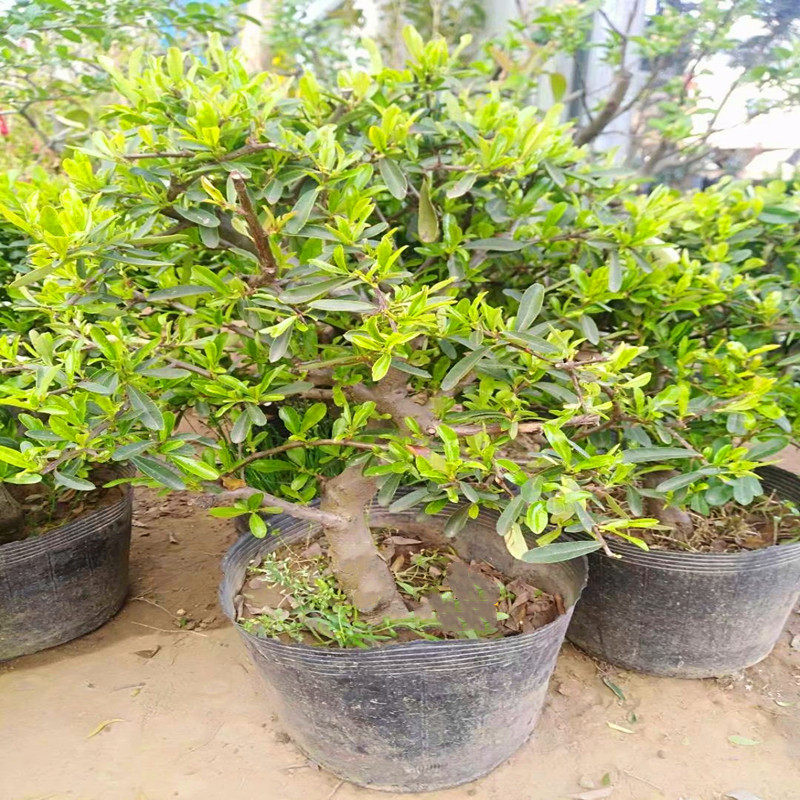 新品火棘盆景老樁樹苗綠植沙棘客廳庭院耐寒造型樹樁盆栽植物包郵