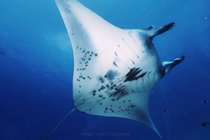 A link to the premium shipping costs