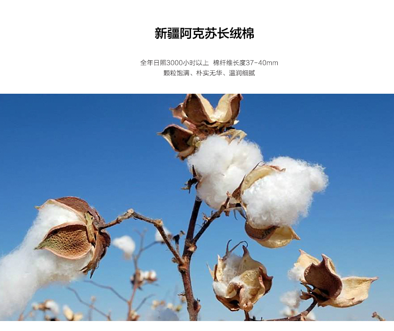 清仓XXL码 本米男100%新疆长绒棉针织衫 图5