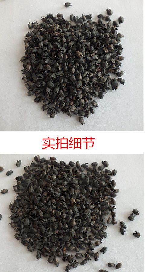 Vỏ kiều mạch số lượng lớn vỏ đắng đen vỏ kiều mạch dành cho người lớn goi cao su