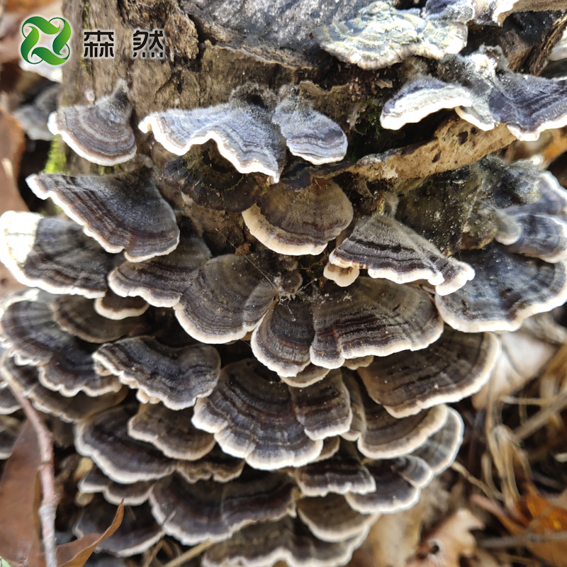 Senran Changbai Mountain wild Yunzhi Dark Mountains Whole Branches Wild Lingzhi Tablets Cloud Cheese mushroom Sesame Wine 250g Buy 3 to send 1