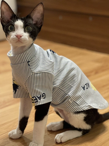 Одежда кошачьей одежды Sphinx Devin koenice Summer Thin Thin подвеска