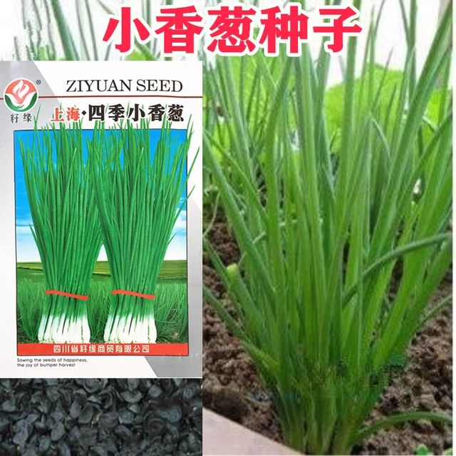 Four seasons small shallot seeds onion seedlings shallot seeds easy to grow vegetable seeds autumn and winter farm garden potted vegetables