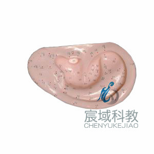 模拟耳针灸模型（自然大）