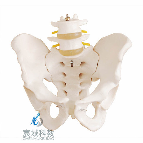 人体假骨盆带二节腰椎模型(自然大)骨骼解剖教学训练标本