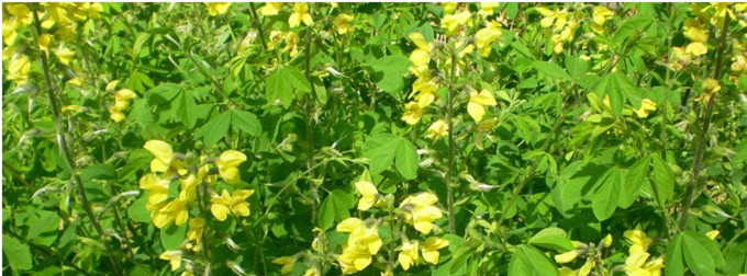 Hạt quế với số lượng lớn, cỏ dại, não trong, thị lực, gối cassia, cassia, gối chăm sóc sức khỏe, cảm giác gối sofa