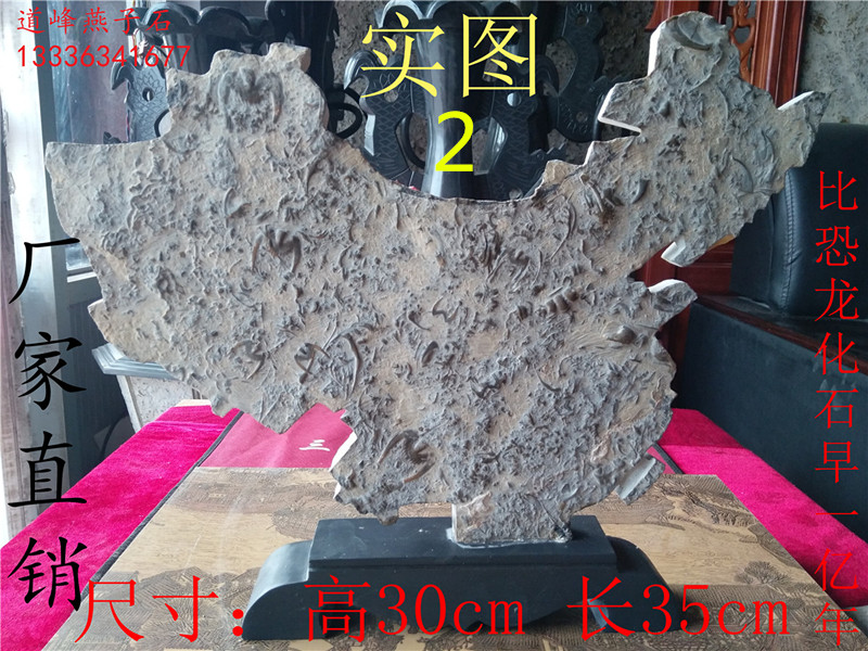 Swallow stone Trilobite fossil Paleontological fossil Sightseeing stone Collection gift ornament Fossil map