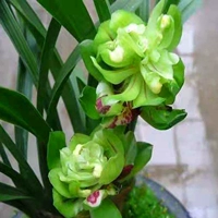 Старые виды Jiuxian Peony 2 саженцы (следуйте удобрению)