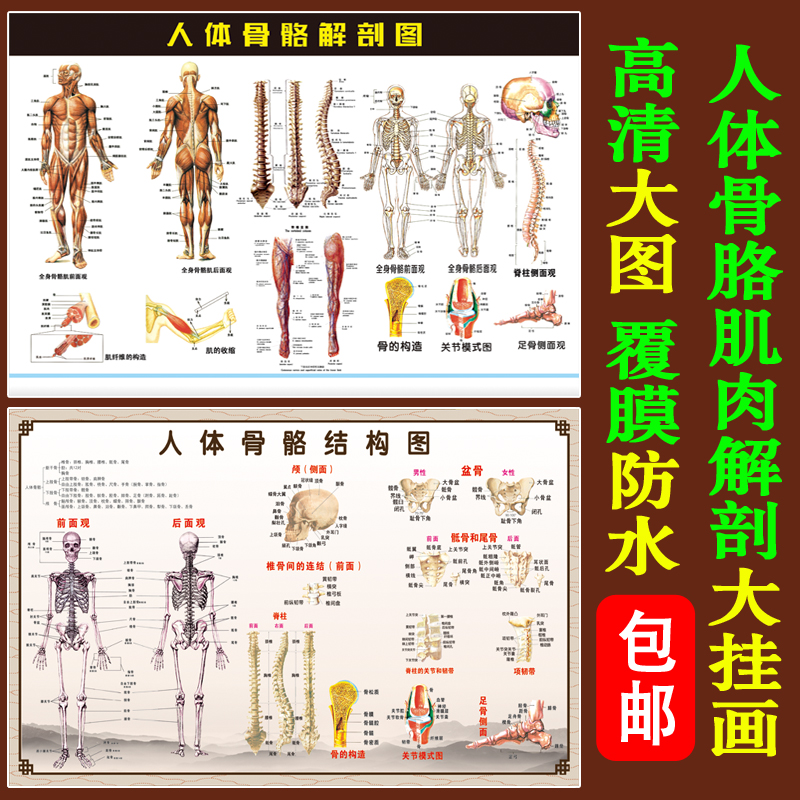 Human Skeletal Muscle Figure Anatomical Figure Big Wall Chart Hospital Clinic Teaching Wall Poster PP gel Write True Painting