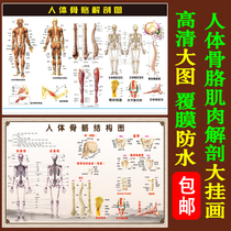 Human musculoskeletal anatomy large wall chart hospital clinic teaching wall stickers poster pp glue photo