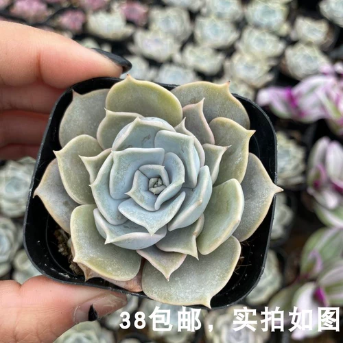 [Седьмой президент] Multi -Flesh, Лина Лотос, одно розовое и фиолетовое состояние в хорошем состоянии, растения зеленых посадных горшечных растений