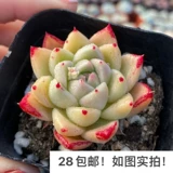 [Семь президента] Многофлезхий, кардинг, однополучаемые большие зимние облака Гибрид дю Ли тысячи штатов, есть темные узоры