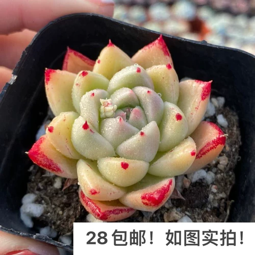 [Семь президента] Многофлезхий, кардинг, однополучаемые большие зимние облака Гибрид дю Ли тысячи штатов, есть темные узоры