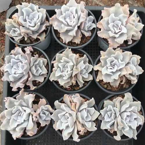 【Цизон】Сочная белая кожица пельменей, морщинистые листья, дорогие корейские продукты, редкие белые танцоры балета.