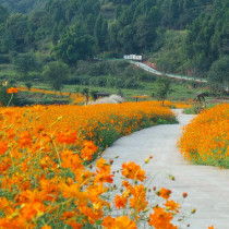 New outdoor summer and autumn yi zhong drought-resistant flower seedlings Cosmos sulphureus roadside hardy seeds yi huo flowers
