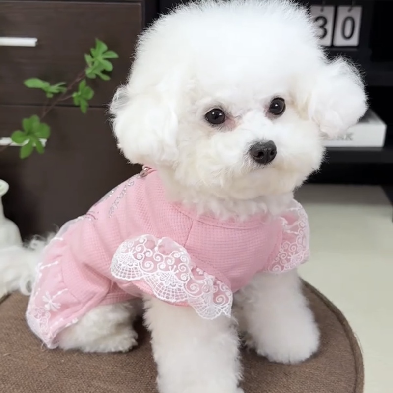 Dog Clothes Spring and Summer Cute Princess Dress Small Puppies Teacup Dog Teddy Bichon Small Puppy Summer Dress